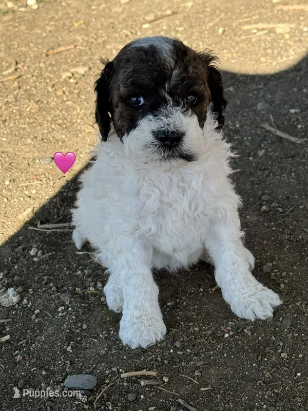 Butterfly – Bernedoodle, Miniature Bernedoodle puppy for sale in Longmont, CO