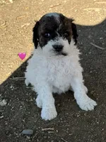 Butterfly, a female Bernedoodle and Miniature Bernedoodle for sale in Longmont, CO – 4 of 10