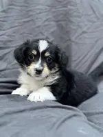 Dustin, a male Pembroke Welsh Corgi and Poodle - Miniature  for sale in Longmont, CO – Photo 4 of 8