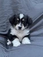 Dustin, a male Pembroke Welsh Corgi and Poodle - Miniature  for sale in Longmont, CO – Photo 1 of 8