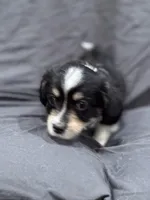 Dustin, a male Pembroke Welsh Corgi and Poodle - Miniature  for sale in Longmont, CO – Photo 3 of 8