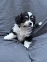 Dustin, a male Pembroke Welsh Corgi and Poodle - Miniature  for sale in Longmont, CO – Photo 6 of 8