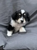Dustin, a male Pembroke Welsh Corgi and Poodle - Miniature  for sale in Longmont, CO – Photo 5 of 8