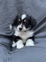 Dustin, a male Pembroke Welsh Corgi and Poodle - Miniature  for sale in Longmont, CO – Photo 8 of 8
