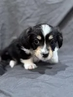 Dustin, a male Pembroke Welsh Corgi and Poodle - Miniature  for sale in Longmont, CO – Photo 7 of 8