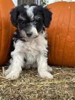 Oreo, a female Bernedoodle and Miniature Bernedoodle for sale in Longmont, CO – 6 of 10