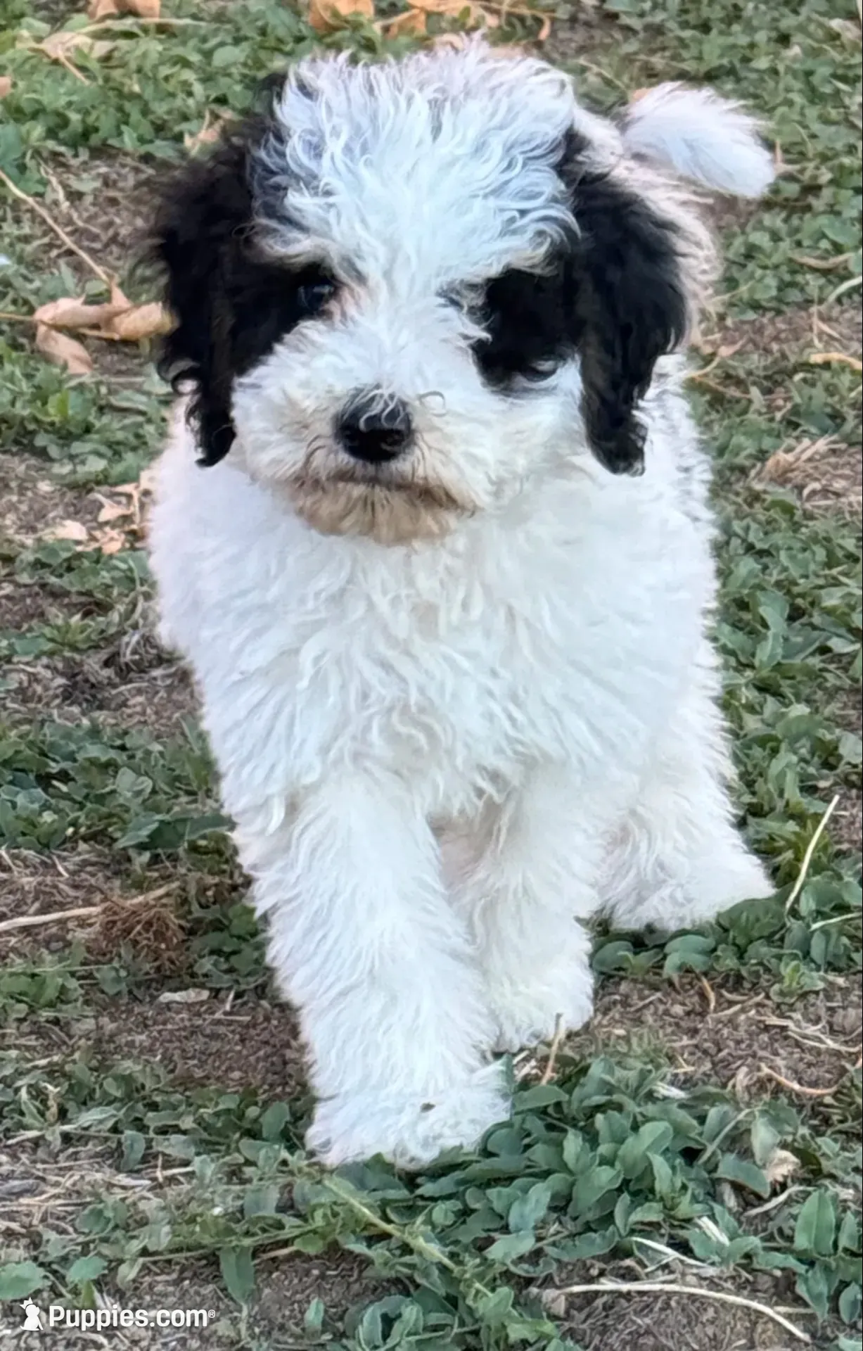 Love, a female Bernedoodle and Miniature Bernedoodle for sale in Longmont, CO – 1 of 10