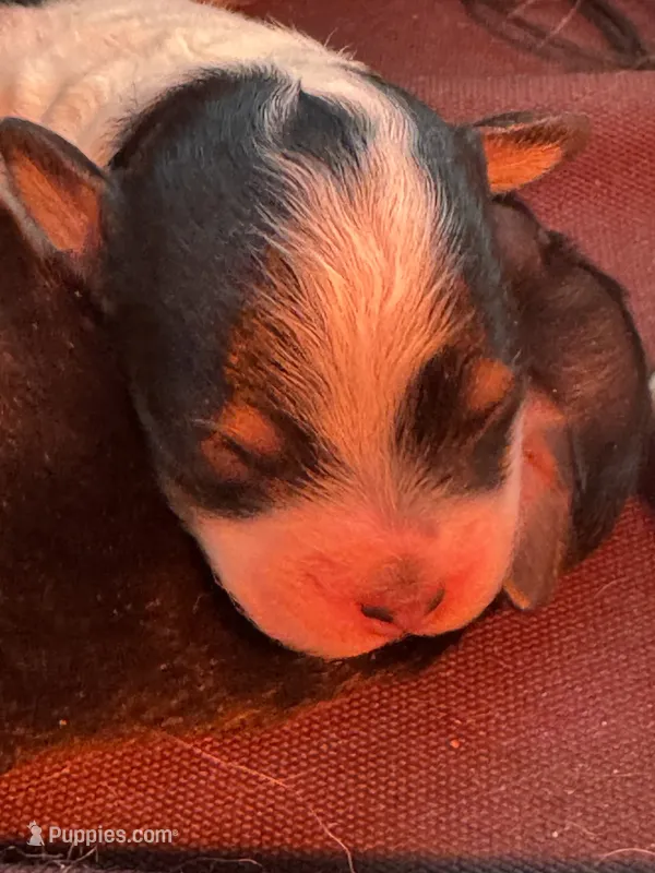 Daisy – Bernedoodle, Miniature Bernedoodle puppy for sale in Longmont, CO