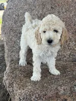 Nala , a female Poodle - Miniature  and Poodle - Standard  for sale in Longmont, CO – 3 of 5
