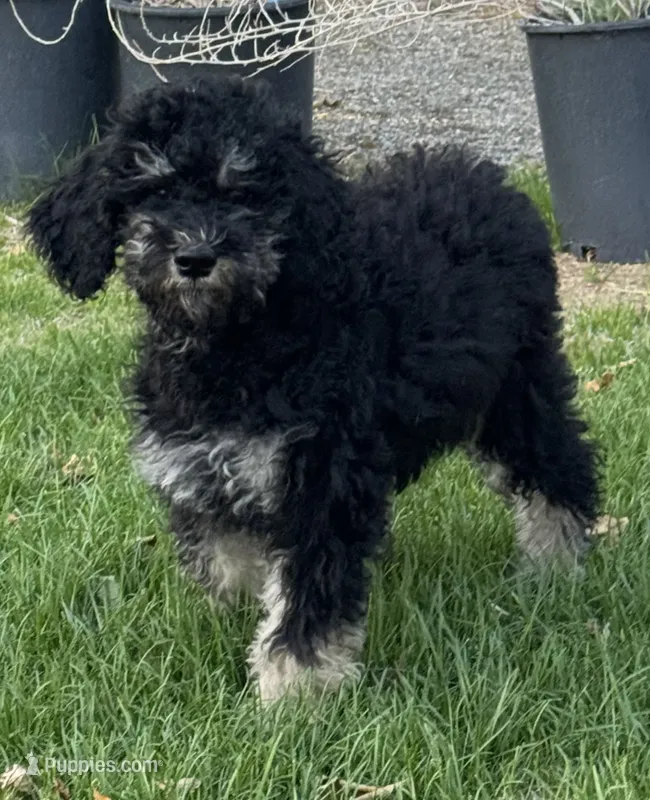 Arianna  – Poodle - Standard  puppy for sale in Longmont, CO