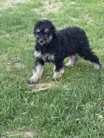 Arianna , a female Poodle - Standard  for sale in Longmont, CO – 10 of 10