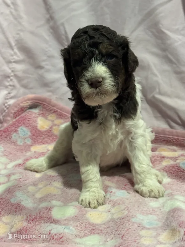 Jax - chocolate tri color parti – Poodle - Miniature , Poodle - Standard  puppy for sale in Longmont, CO