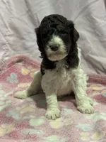 Jax - chocolate tri color parti, a male Poodle - Miniature  and Poodle - Standard  for sale in Longmont, CO – 1 of 10