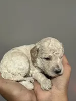 Cream female , a female Poodle - Miniature  and Poodle - Standard  for sale in Longmont, CO – 7 of 10