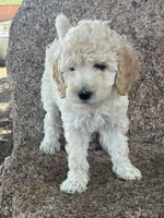 Nala , a female Poodle - Miniature  and Poodle - Standard  for sale in Longmont, CO – 4 of 5