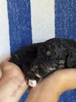 Theo, a male Bernedoodle and Miniature Bernedoodle for sale in Longmont, CO – 5 of 7