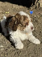 Douglas, a male Bernedoodle and Miniature Bernedoodle for sale in Longmont, CO – 3 of 10