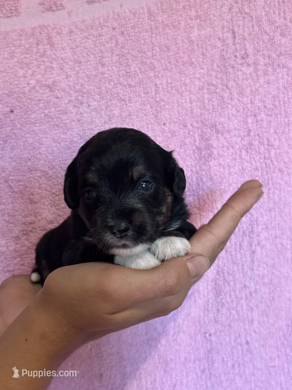 Song – Pembroke Welsh Corgi, Poodle - Miniature  puppy for sale in Longmont, CO