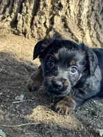 Kitten, a female Pembroke Welsh Corgi and Poodle - Miniature  for sale in Longmont, CO – 8 of 8