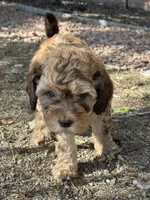 Saffron, a female Bernedoodle and Miniature Bernedoodle for sale in Longmont, CO – 5 of 10