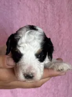 Love, a female Bernedoodle and Miniature Bernedoodle for sale in Longmont, CO – 2 of 10