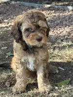 Saffron, a female Bernedoodle and Miniature Bernedoodle for sale in Longmont, CO – 3 of 10
