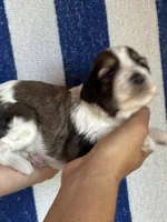 Rusty, a male Bernedoodle and Miniature Bernedoodle for sale in Longmont, CO – 2 of 10
