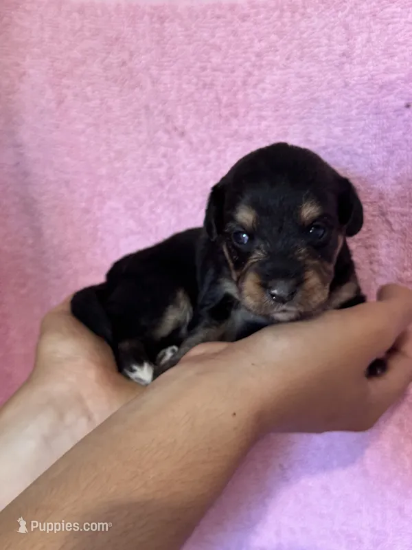 Surprise – Pembroke Welsh Corgi, Poodle - Miniature  puppy for sale in Longmont, CO