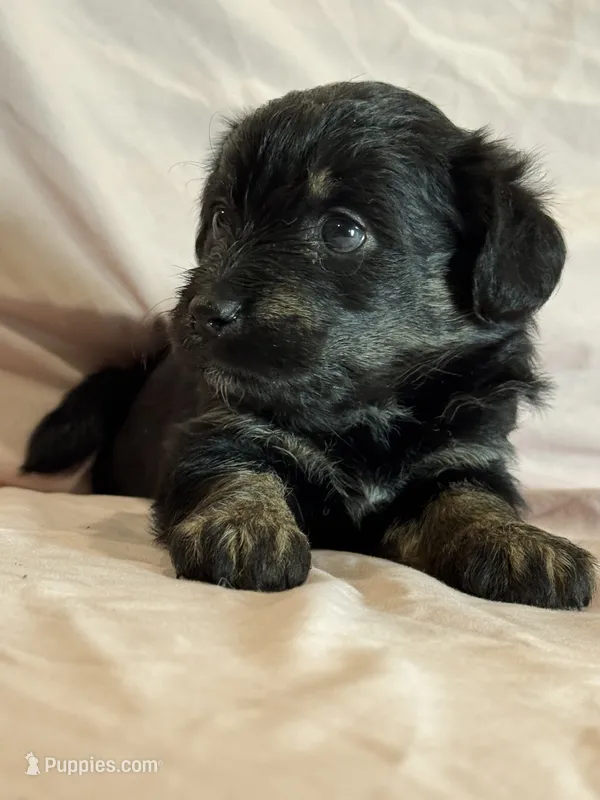 Kitten – Pembroke Welsh Corgi, Poodle - Miniature  puppy for sale in Longmont, CO