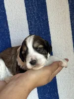 Rusty, a male Bernedoodle and Miniature Bernedoodle for sale in Longmont, CO – 10 of 10