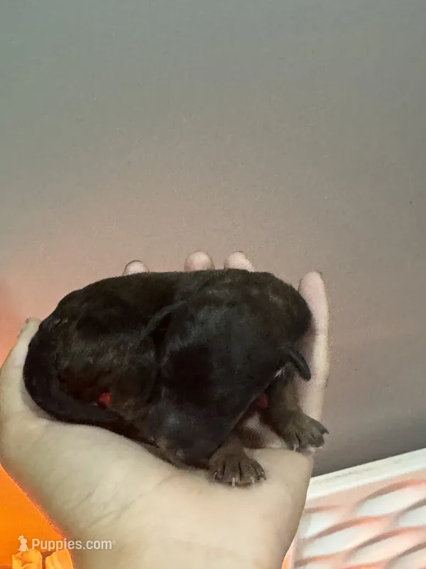 Button - phantom female – Poodle - Miniature , Poodle - Standard  puppy for sale in Longmont, CO