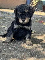 Venice , a female Bernedoodle and Miniature Bernedoodle for sale in Longmont, CO – 7 of 10