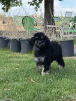 Arianna , a female Poodle - Standard  for sale in Longmont, CO – 5 of 10