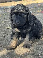 Cordell, a female Bernedoodle and Miniature Bernedoodle for sale in Longmont, CO – 2 of 10