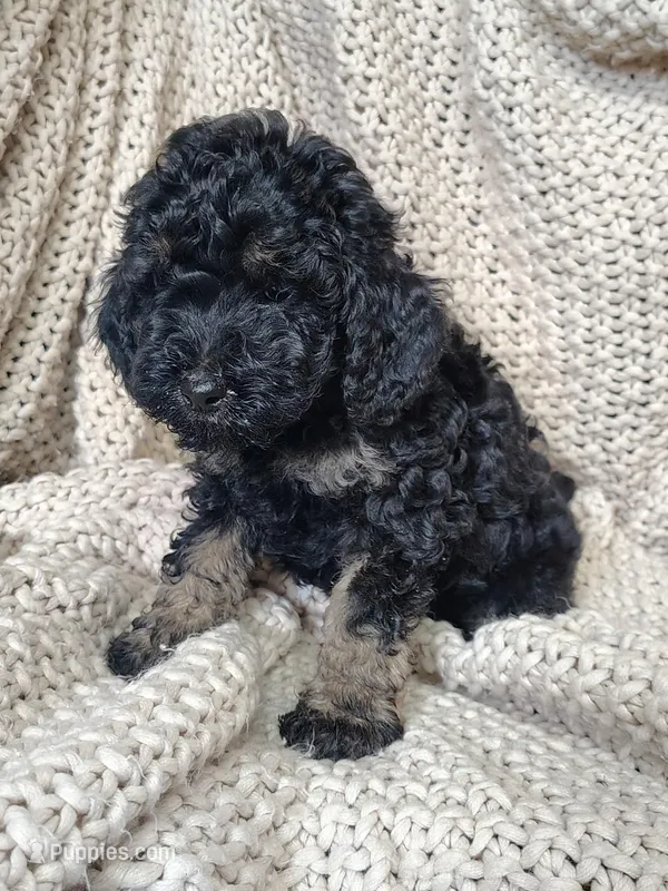 Kendrick – Poodle - Standard  puppy for sale in Longmont, CO