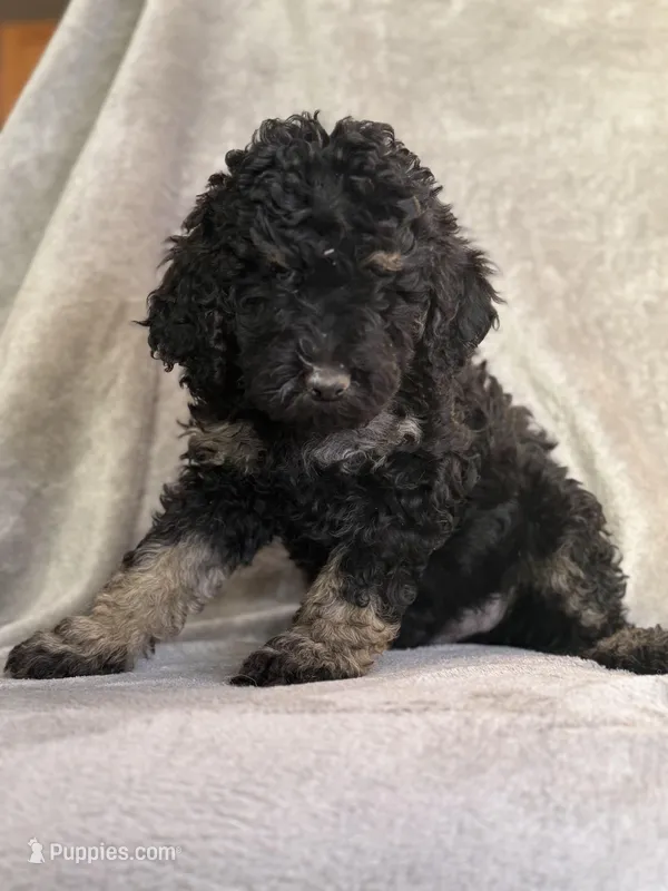 Kendrick – Poodle - Standard  puppy for sale in Longmont, CO