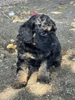 Cordell, a female Bernedoodle and Miniature Bernedoodle for sale in Longmont, CO – 7 of 10