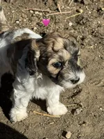 Hafnhalf, a female Bernedoodle and Miniature Bernedoodle for sale in Longmont, CO – 6 of 10