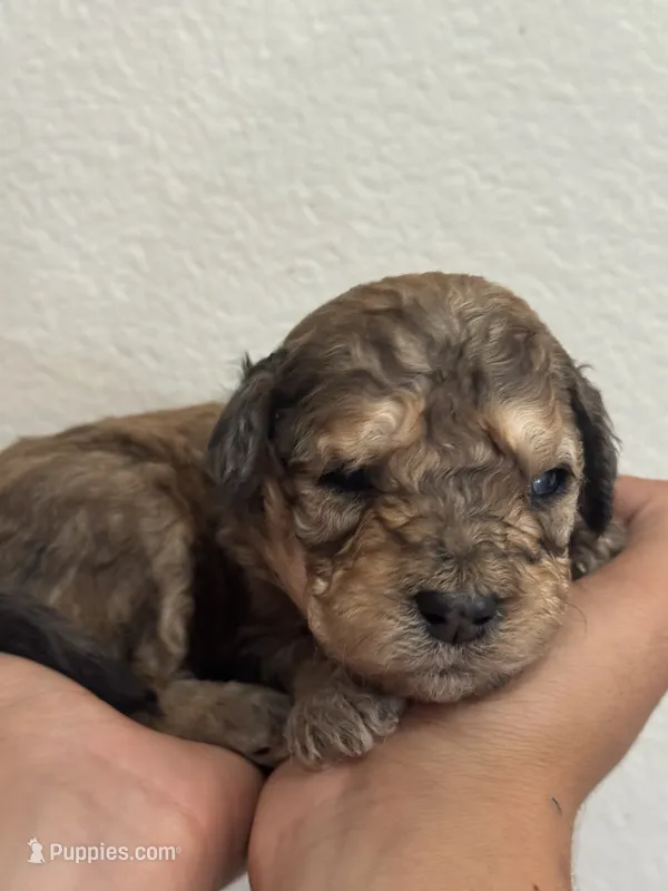 Dutton – Bernedoodle, Miniature Bernedoodle puppy for sale in Longmont, CO