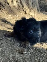Kitten, a female Pembroke Welsh Corgi and Poodle - Miniature  for sale in Longmont, CO – 7 of 8