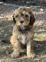 Saffron, a female Bernedoodle and Miniature Bernedoodle for sale in Longmont, CO – 2 of 10