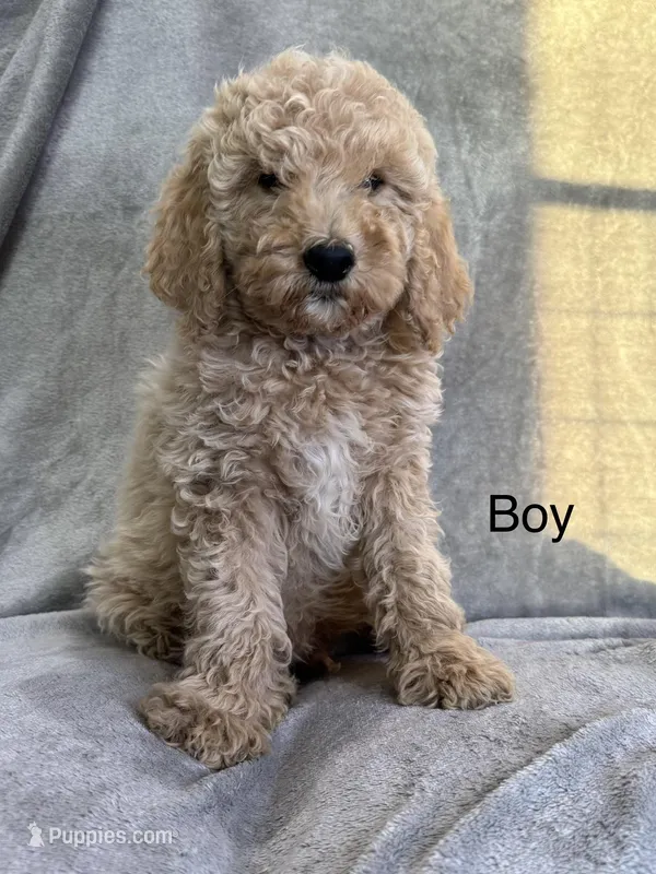 Ozzy – Poodle - Standard  puppy for sale in Longmont, CO