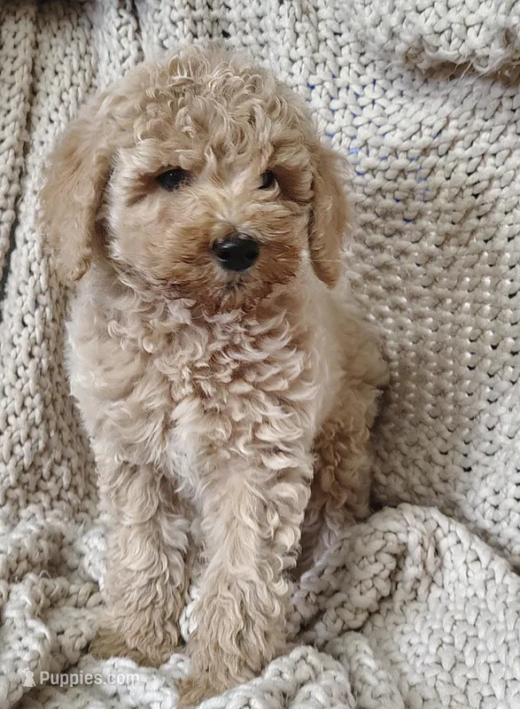 Ozzy – Poodle - Standard  puppy for sale in Longmont, CO