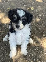 Oreo, a female Bernedoodle and Miniature Bernedoodle for sale in Longmont, CO – 9 of 10