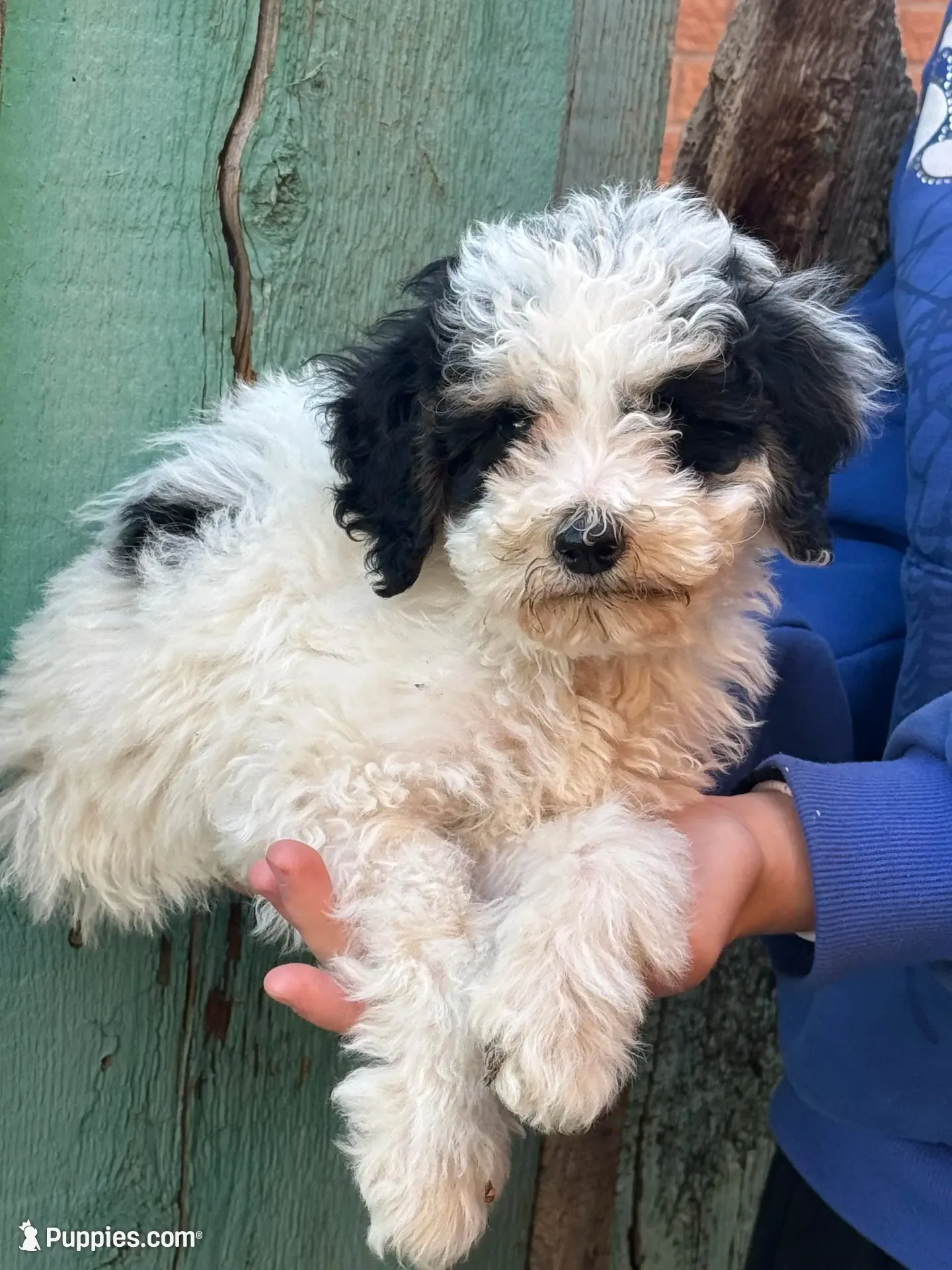 Love, a female Bernedoodle and Miniature Bernedoodle for sale in Longmont, CO – 4 of 10