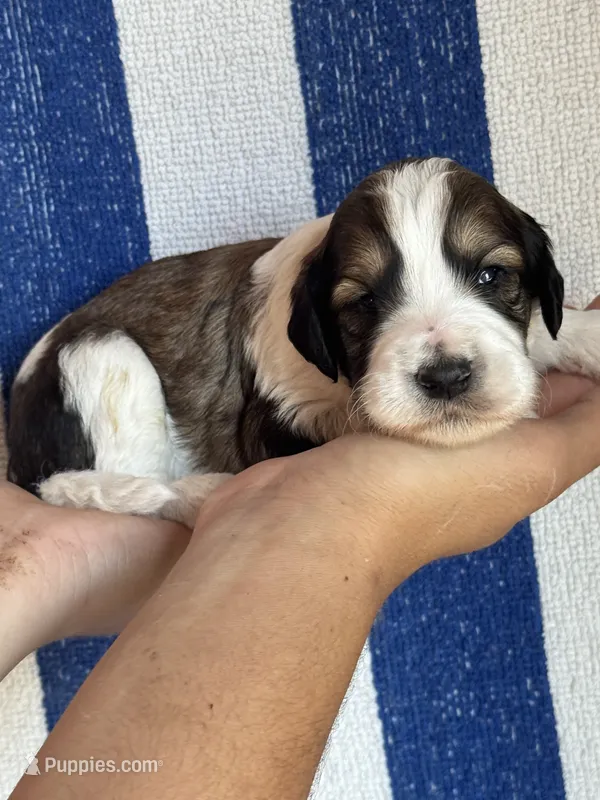Rusty – Bernedoodle, Miniature Bernedoodle puppy for sale in Longmont, CO