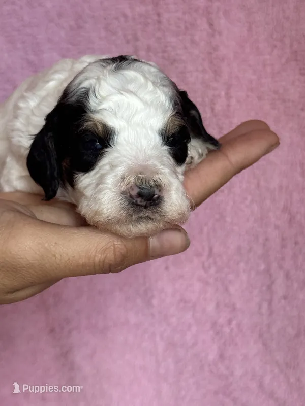 Love – Bernedoodle, Miniature Bernedoodle puppy for sale in Longmont, CO