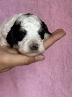 Love, a female Bernedoodle and Miniature Bernedoodle for sale in Longmont, CO – 1 of 10