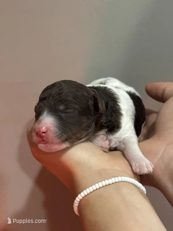 Jax - chocolate tri color parti – Poodle - Miniature , Poodle - Standard  puppy for sale in Longmont, CO