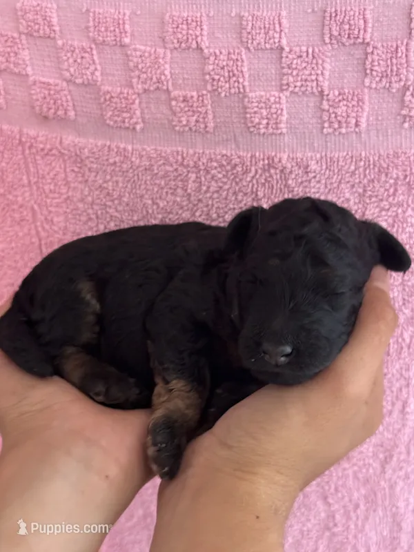 Venice – Bernedoodle, Miniature Bernedoodle puppy for sale in Longmont, CO